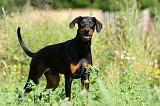 DOBERMANN 1214